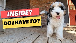 Get Your Puppy to Come to You in The Backyard!
