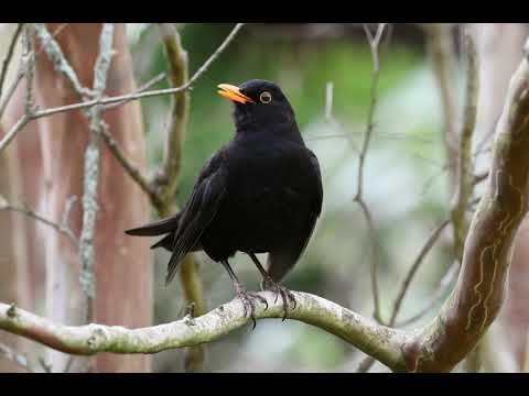 Common Blackbird making excited contact calls