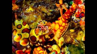 Legendary Pink Dots - Pandora's Socks