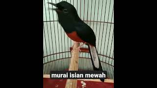 Download lagu murai batu isian cililin dan lovebird #muraibatu #kicaumania #murai #muraibatugacor #muraibatumedan mp3