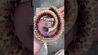 Do snakes really play dead!?