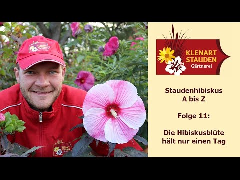 Die Hibiskusblüte hält nur einen Tag