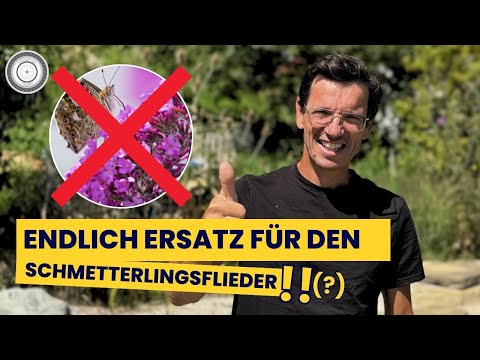 Chasteberry – a top summer bloomer, medicinal plant, and butterfly magnet, so it can grow in your...