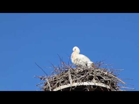 Familiengottesdienst am Palmsonntag I 28.03.21 I LIVE aus dem Pfarrgarten Oberhausen I SE Her-Rhein