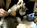 Poor Kitty Part 2