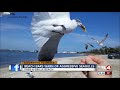 Beach Restaurants Warn Of Extra Hungry Seagulls Who Will Swarm Kids Trying To Feed Them