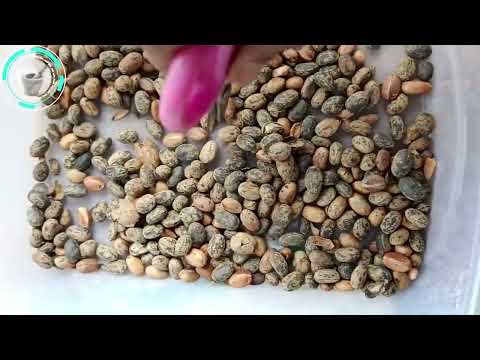 Jamalgota Croton Tigillum Seeds