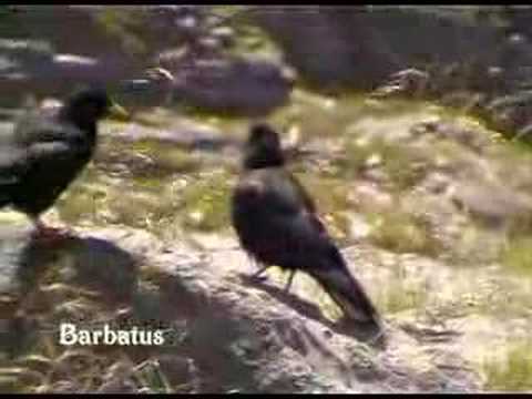Chova piquigualda (Pyrrhocorax graculus) Alpine chough