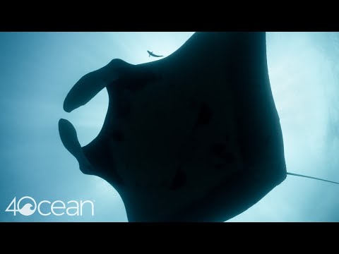 Oceanic Preservation Society