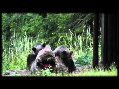 L’orsa allatta i suoi cuccioli in Val Rendena