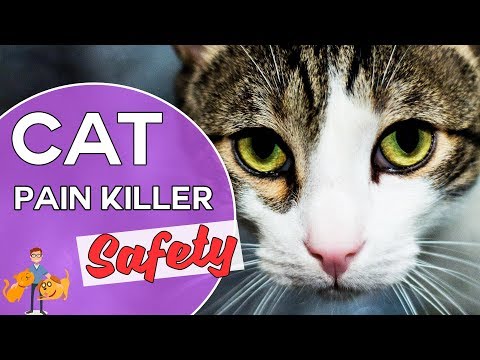 Is Metacam Safe for Cats? (reducing pain killer side effects in cats)