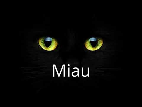 Wo sind die Katzen? - Kaia Tamm (LYRICS VIDEO)