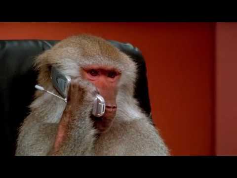 download lagu mp3 mp4 Bernie And Phyls Monkey Commercial 2016, download lagu Bernie And Phyls Monkey Commercial 2016 gratis, unduh video klip Bernie And Phyls Monkey Commercial 2016