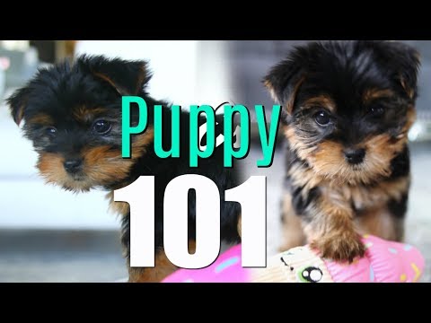 Puppy Essentials! MissLizHeart Video