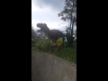 Whoopee land jurassic park dinosaur