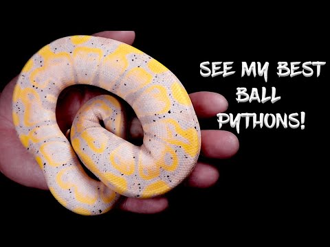 Snake Rack Tour!  See My Best Ball Pythons!