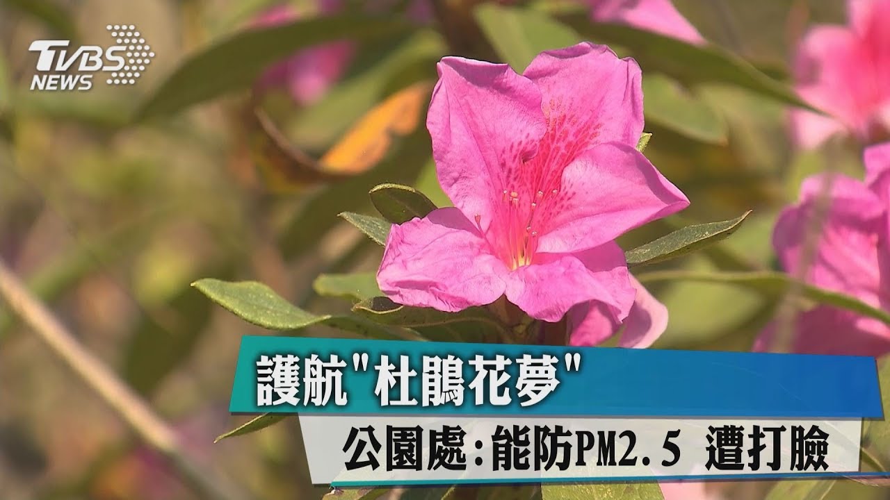 護航「杜鵑花夢」!公園處:能防PM2.5 遭打臉