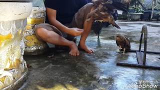 Download lagu Black kite  Training FOF - JTTF - FTTF - FF SOARING mp3