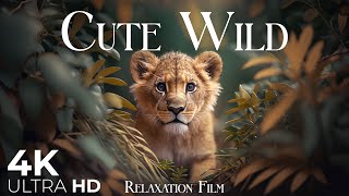 Cute Wild 4K • Animals Relaxation Film with Gentle Relaxing Music • Video UltraHD