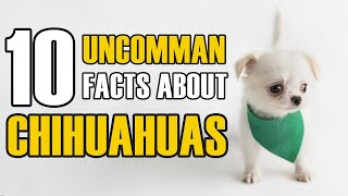 10 Unbelievable Facts About Chihuahua Dogs