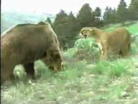 Puma vs  Bear