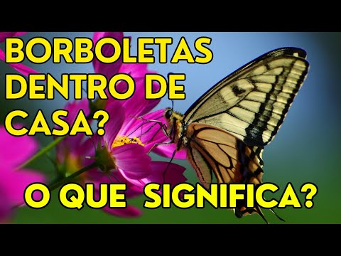 Vídeo: Borboleta dentro de casa: significado e crenças