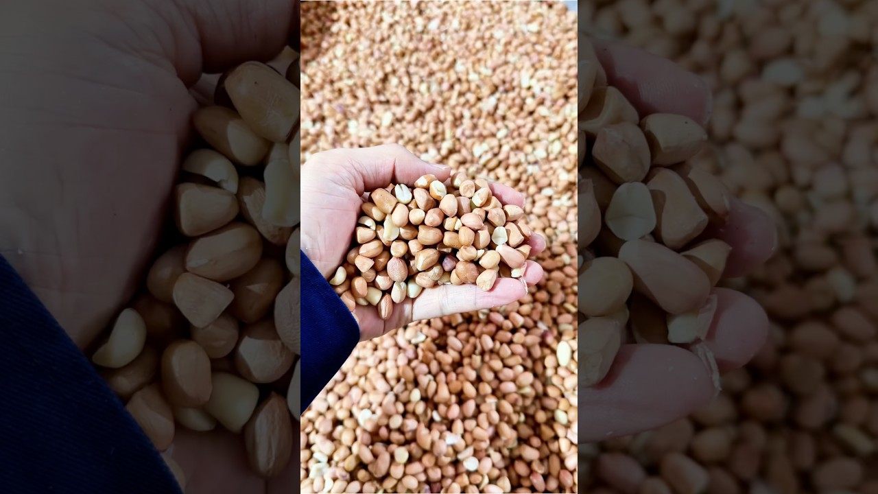 high speed peanut packing machine,120 bags/min automatic packing machine for nut factory#foodfactory