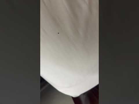 Best Western - This hotel has bed bugs that bites me 14+ places. I notified the... - Image 5