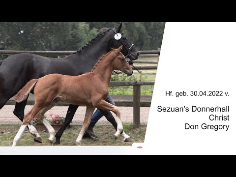 Hf v Sezuans Donnerhall x Christ x Don Gregory 2022