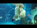 Hammerhead shark attacks sting ray at Adventure aquarium.