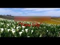 Tiew Lily Khasi Song By Donbor Rynjah