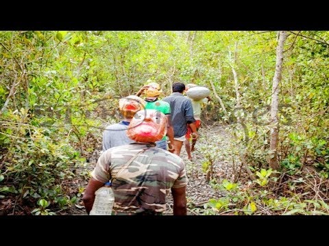 Thu hoạch mật ong ở Sunderban