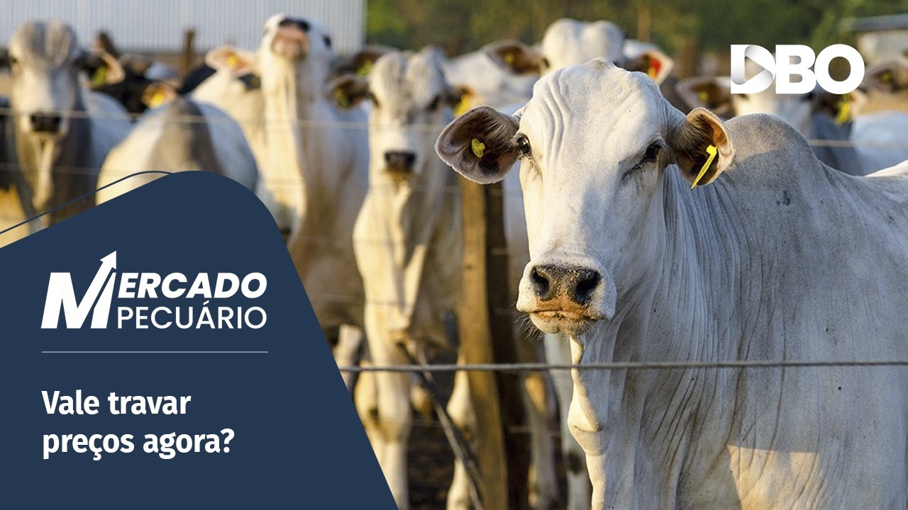 Boi gordo: a recuperação da arroba veio para ficar?