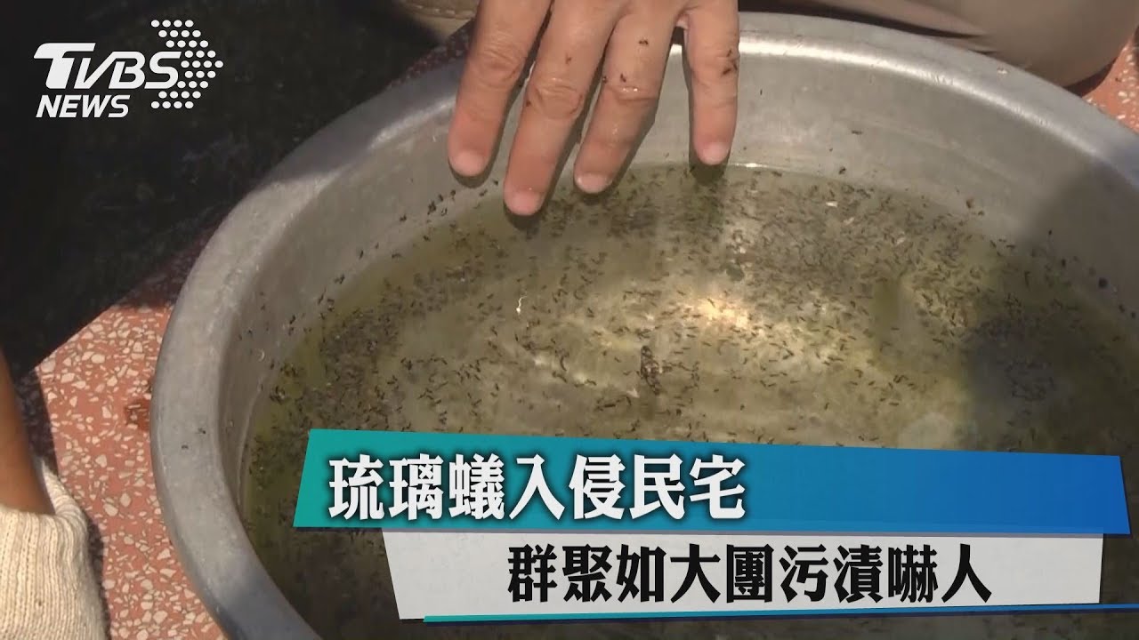 琉璃蟻入侵民宅 群聚如大團污漬嚇人