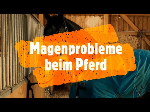 Magenprobleme beim Pferd - Video Blog www.barockhengste.at
