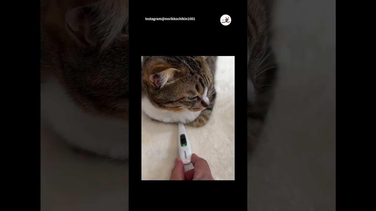 Internal paw temperature: cozy.