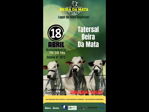 Beira da Mata Leilões - Uruana GO - Leilão de Gado de Corte em Goiás @canal.boiadeiro #live #gado