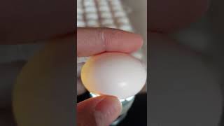 Nhận biết trứng chim bồ câu có phôi