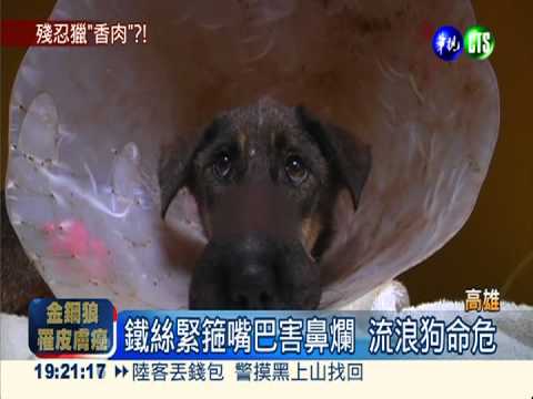 鐵絲緊箍嘴巴 流浪小黑狗險喪命