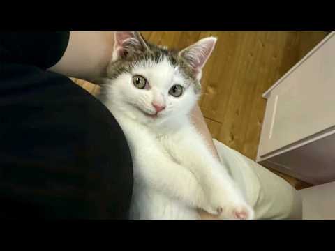 Silliest KITTENS have a Plan! 🤣 Funniest CATS Video