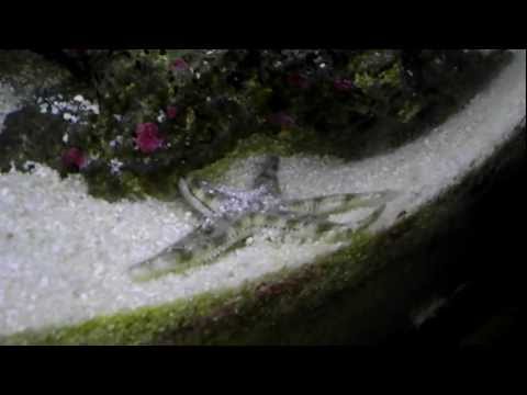 Tiger pistol shrimp attacks sand sifting starfish in reef tank!