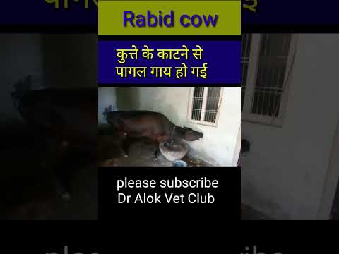 , title : 'Rabies in cow #viral #trending #shortvideo #rabies #shorts @DrAlokVetClub'
