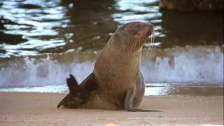 preview picture of video 'Lucinda Fur Seal'
