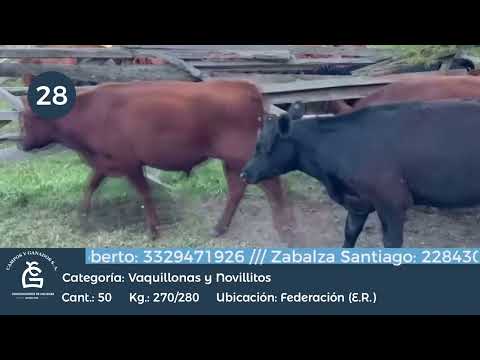 Lote Nll y Vq - Federación - Entre Ríos