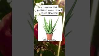 Download lagu 7 Best Air-Cleaning Houseplants with Low Maintenance mp3 Download lagu 7 Best Air-Cleaning Houseplants with Low Maintenance mp3