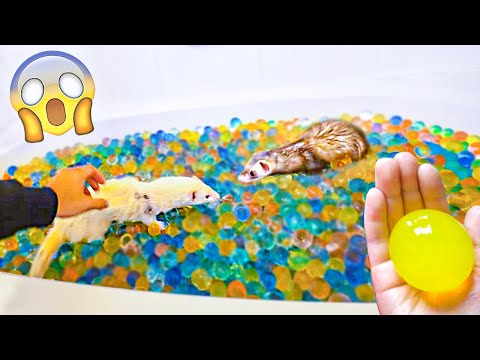 PRIMEIRA VEZ dos MEUS FURÕES na BANHEIRA de ORBEEZ GIGANTE