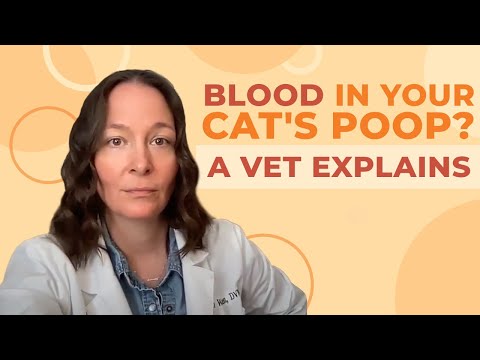 A Vet Explains What To Do If You See Blood in Your Cat's Poop