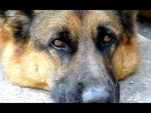 Dr. John - How Come My Dog Don't Bark (When You Come 'Round)