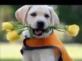 Жарт про кохання.wmv 