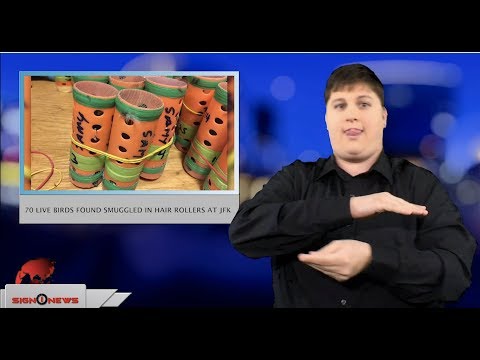 70 live birds found smuggled in hair rollers at JFK (ASL - 12.13.18)